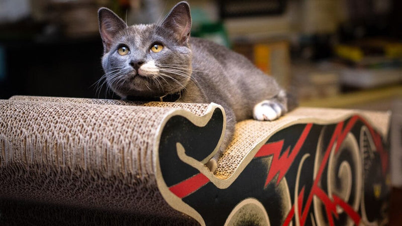 Electric Cat Scratcher Accessories Monmon Cats 